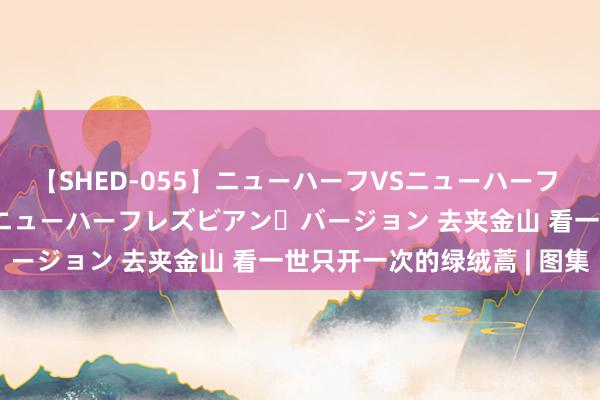 【SHED-055】ニューハーフVSニューハーフ 不純同性肛遊 2 魅惑のニューハーフレズビアン・バージョン 去夹金山 看一世只开一次的绿绒蒿 | 图集